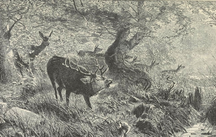 Illustration tirée de La Chasse du chevreuil - Comte de Chabot (1879) - Firmin-Didot (Paris) - BnF (Gallica) (7)
